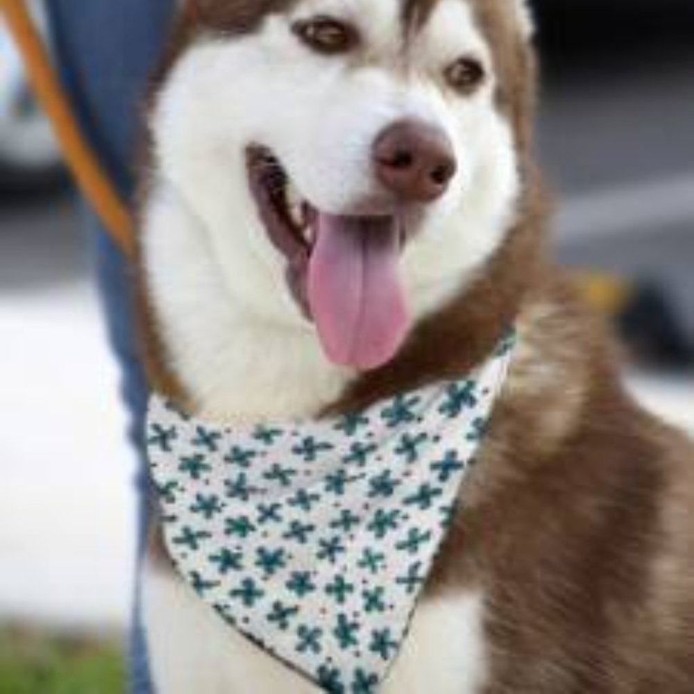 Triangle Bandana For Dog or Cat Lucky Flowers